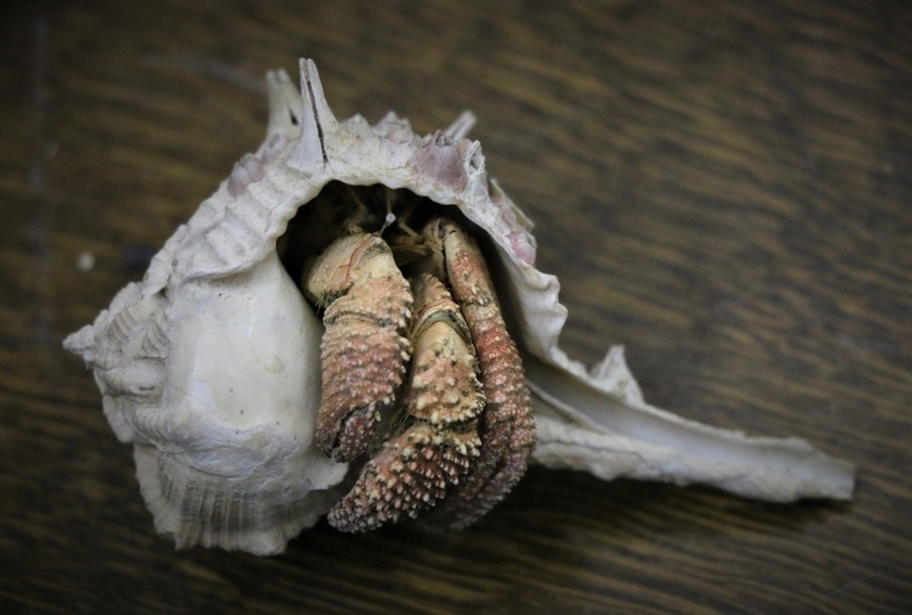 «О чём поют ракушки»