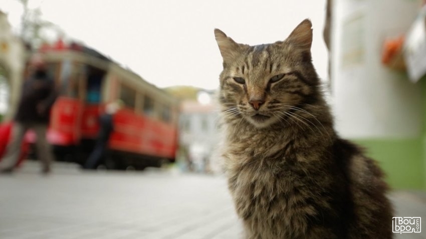 Город кошек