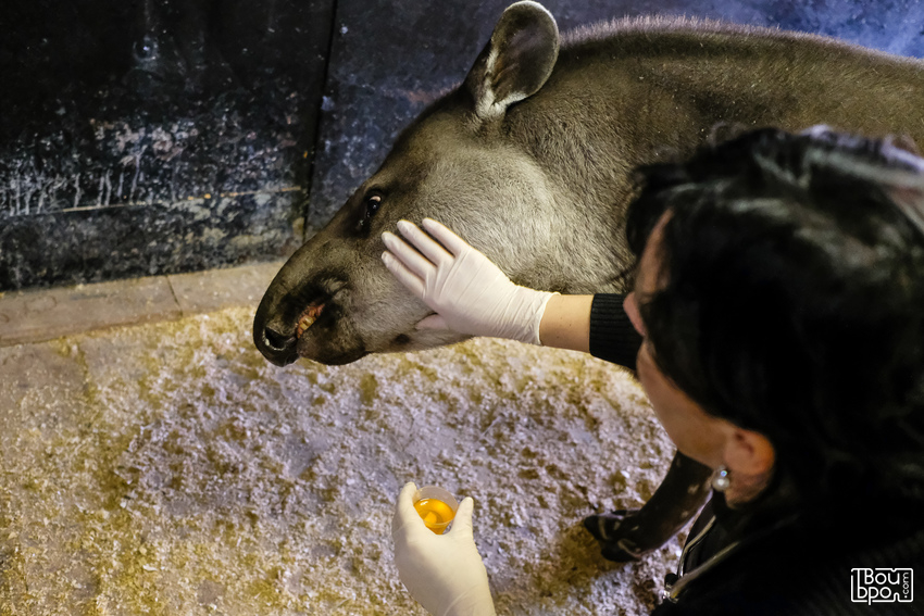 Другой зоопарк