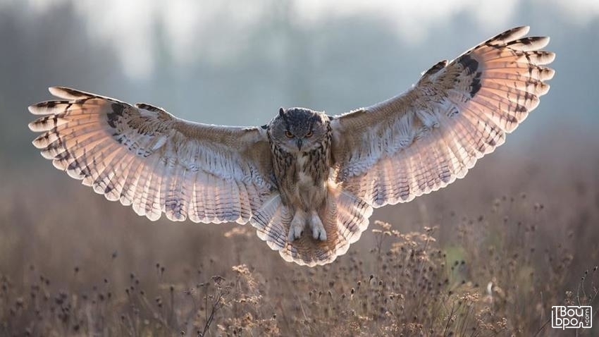 О филинах и совах