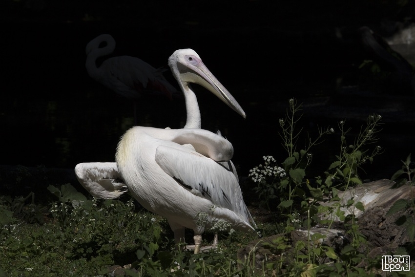 День птиц 2019