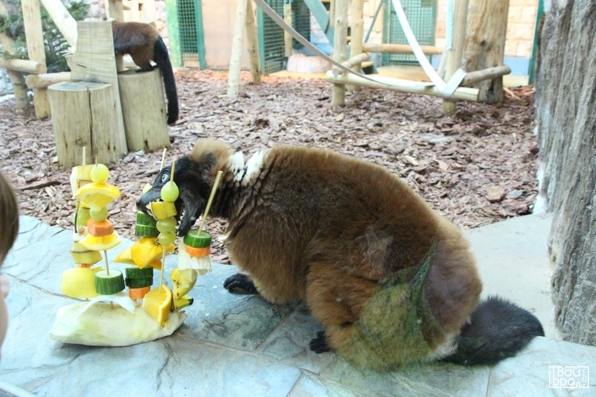 День обезьян!