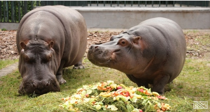 «Тропические гиганты»