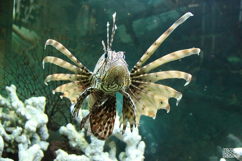 «Как рыба в воде»