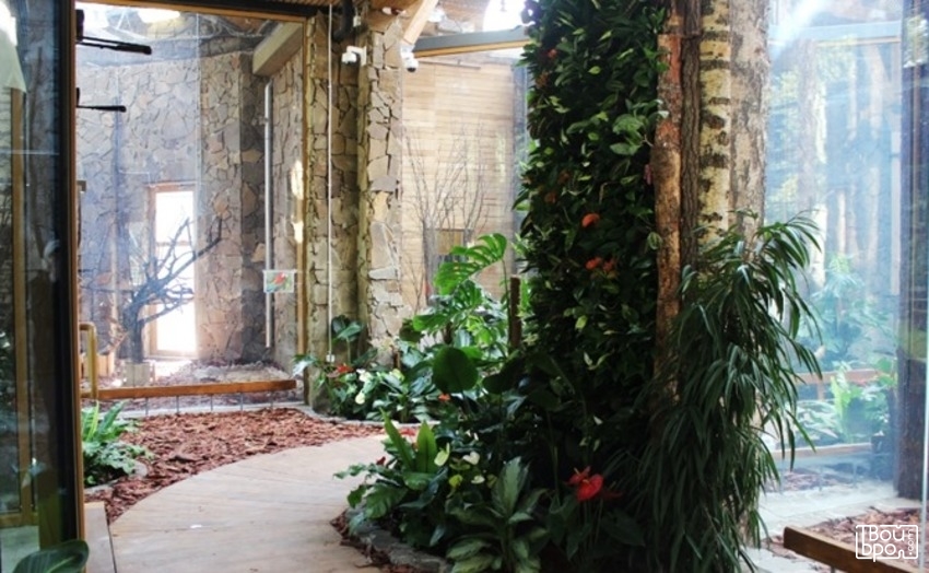 «Мы по тропикам гуляем»