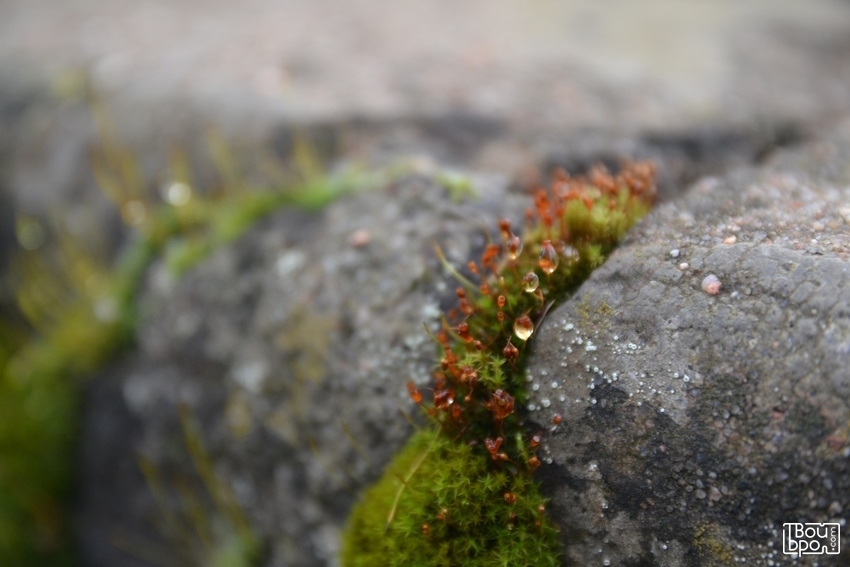«Волшебная зима в Ботаническом саду»