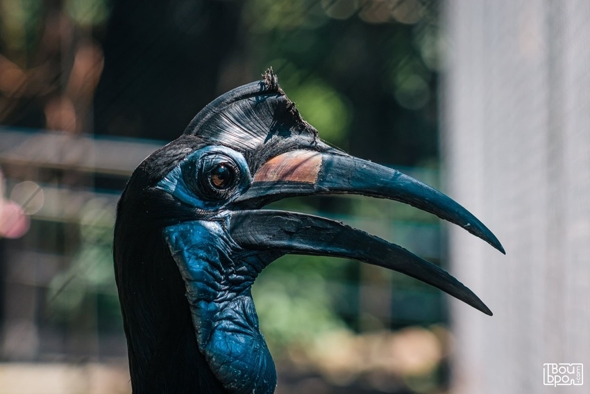 «Крылья, ноги и хвосты»