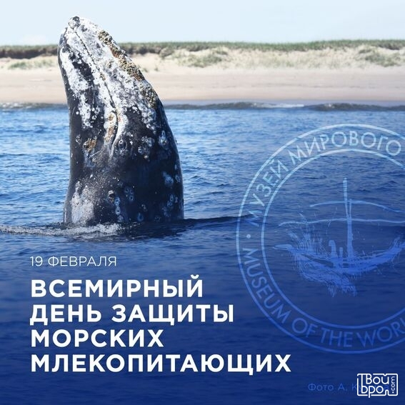 «Тюлени вам не котики»