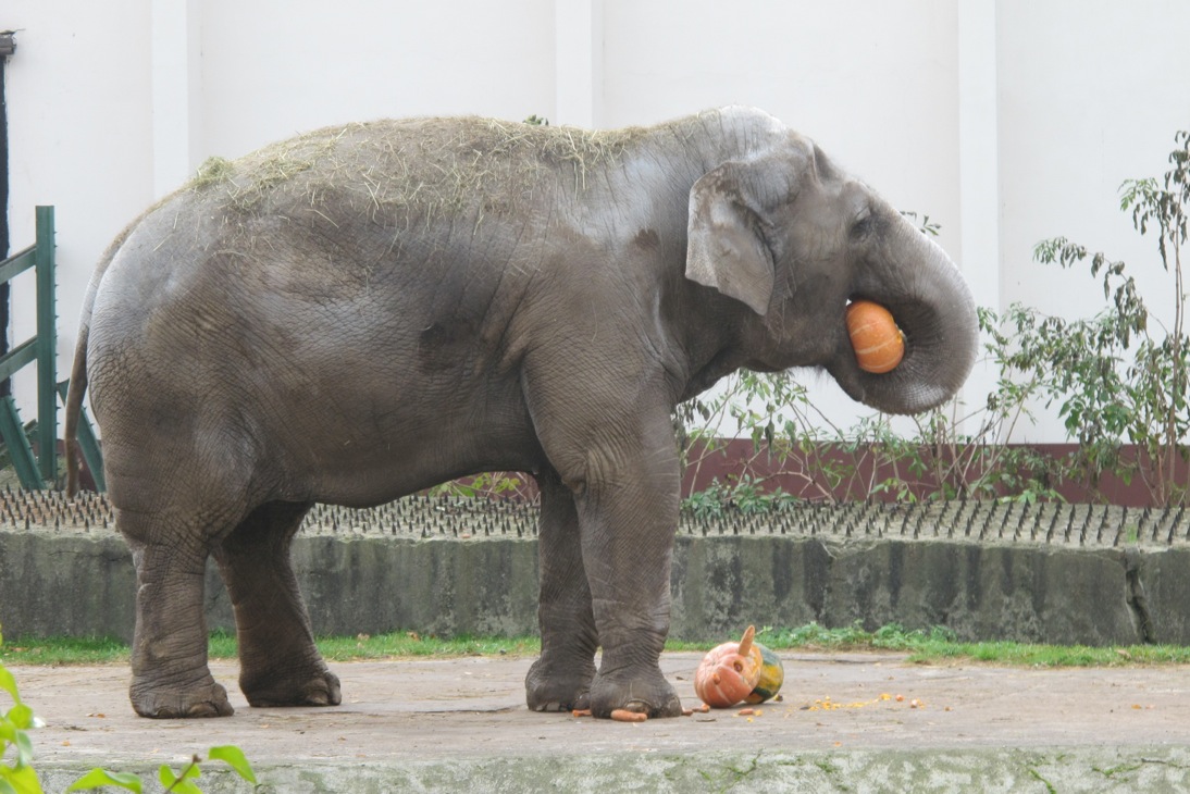 С 27 октября по 1 ноября: Зоохеллоуин