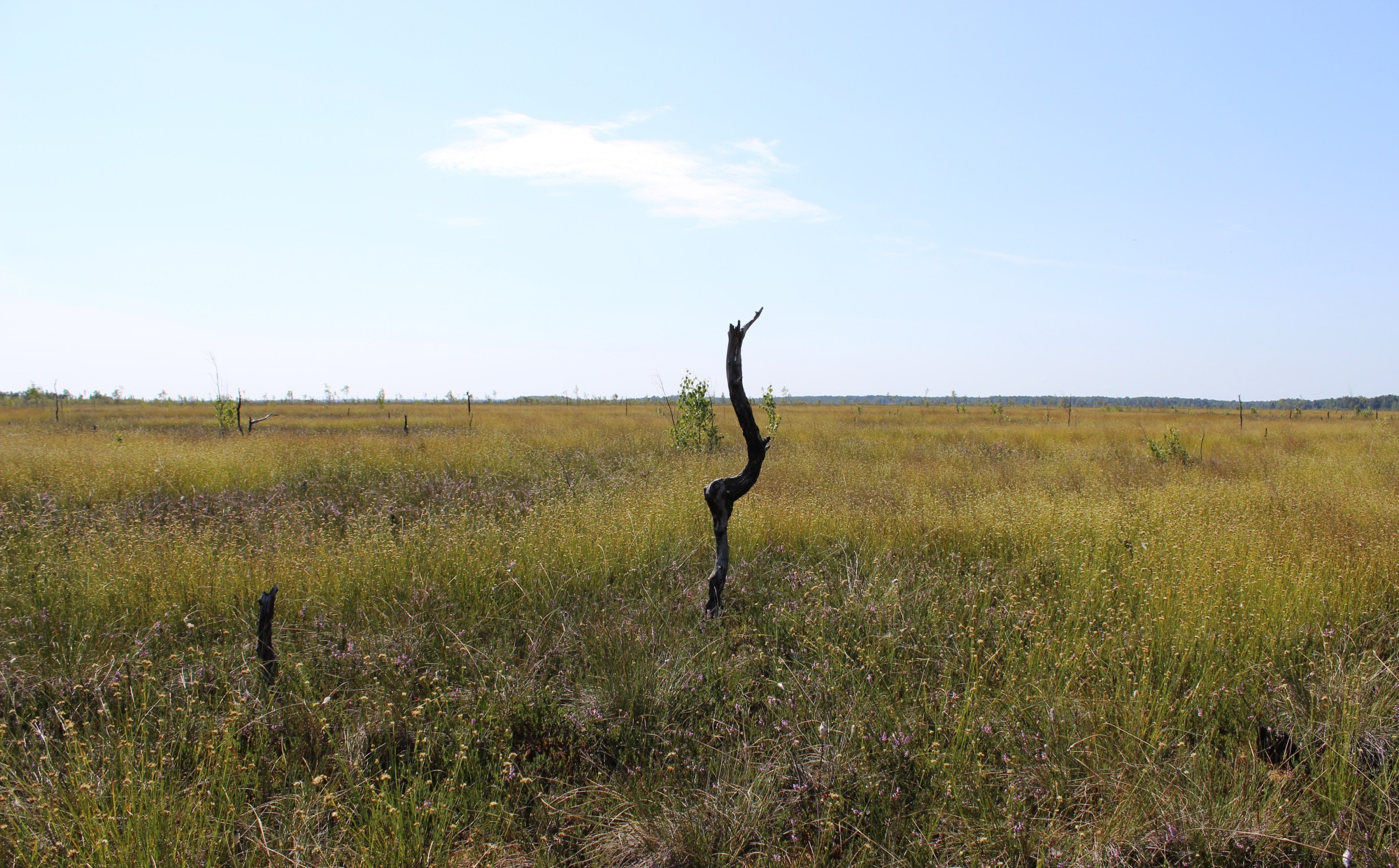 C 27 ноября: Выставка «Слово о болотах»