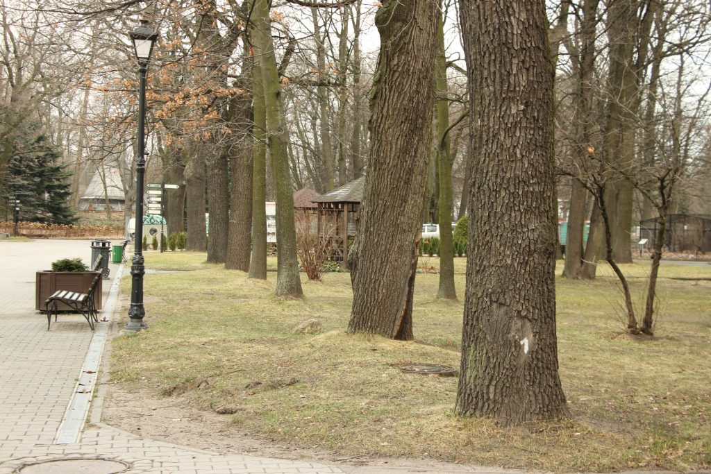 Деревья В Калининграде Фото