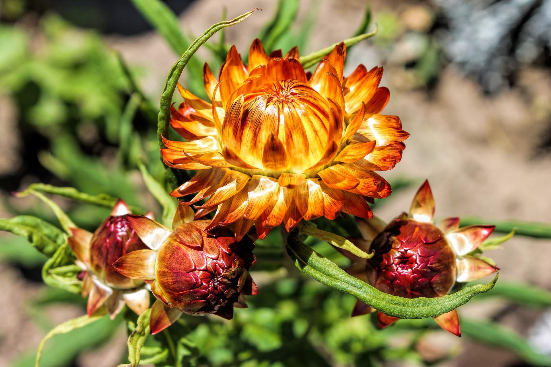 С 5 по 31 июля: Фотовыставка Натальи Антоновой «Цветочный город»