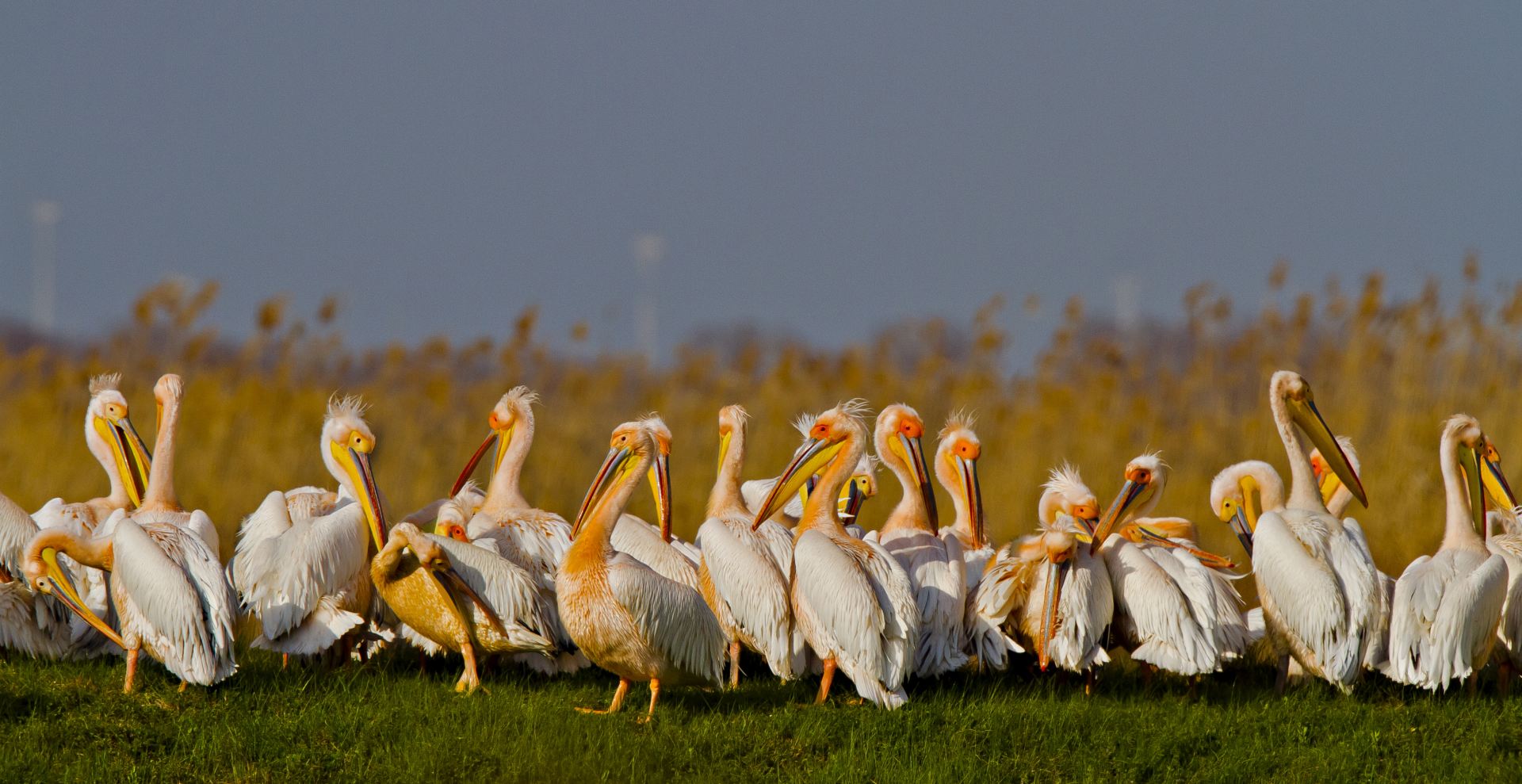 C 27 октября по 5 декабря: Выставка «Дельта Дуная - Всемирное наследие ЮНЕСКО в Румынии»
