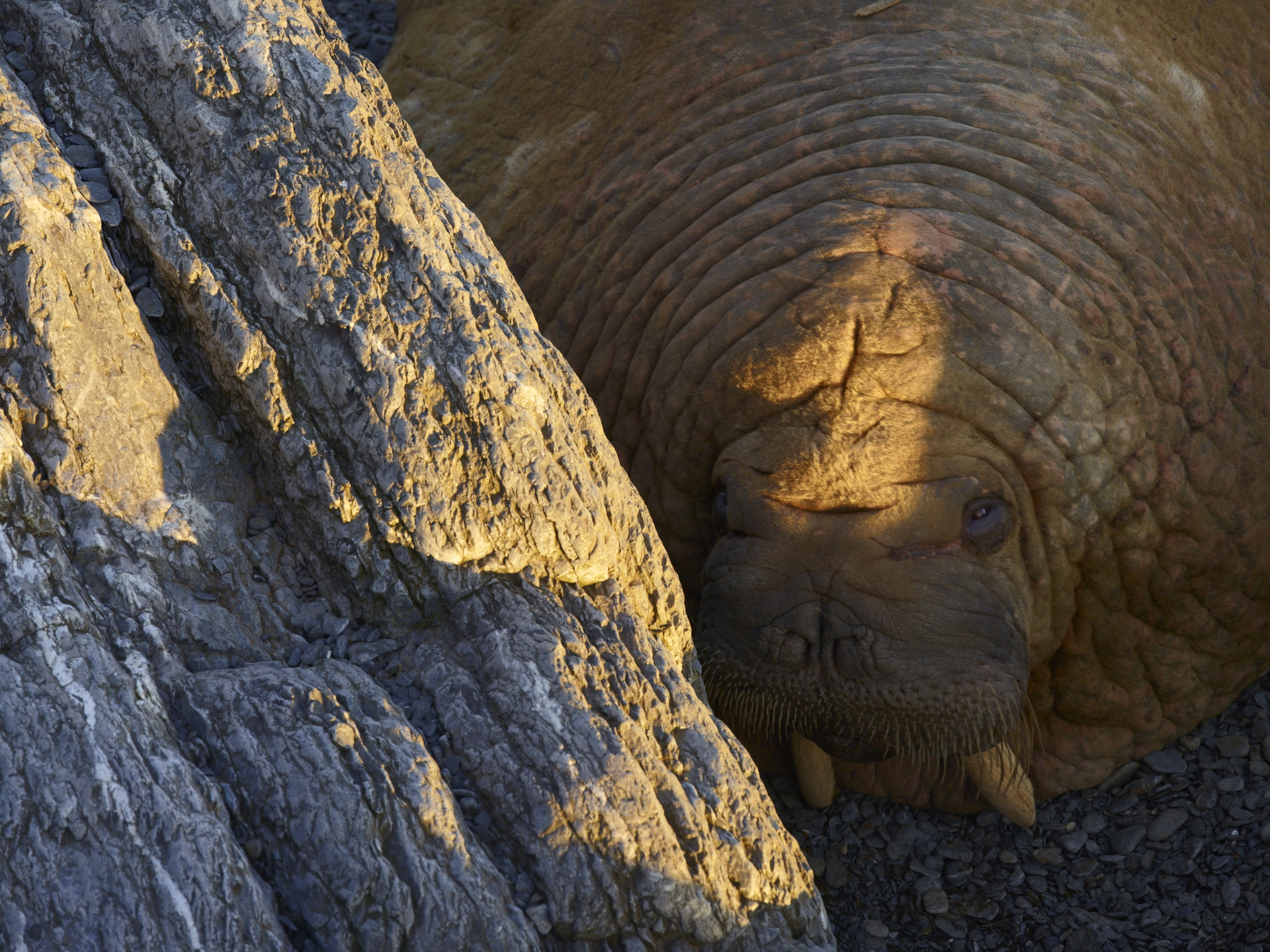 28 февраля: «Берега Российской Арктики. Полярная экспедиция "КАРТЕШ"»