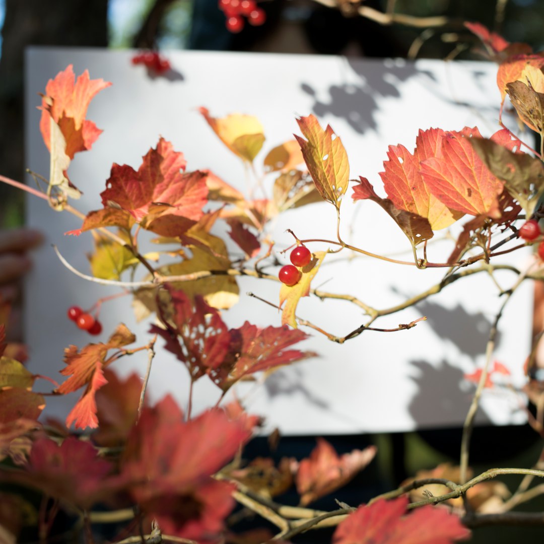 С 4 по 14 мая: Фотовыставка Андрея Швыряева «Белый лист»