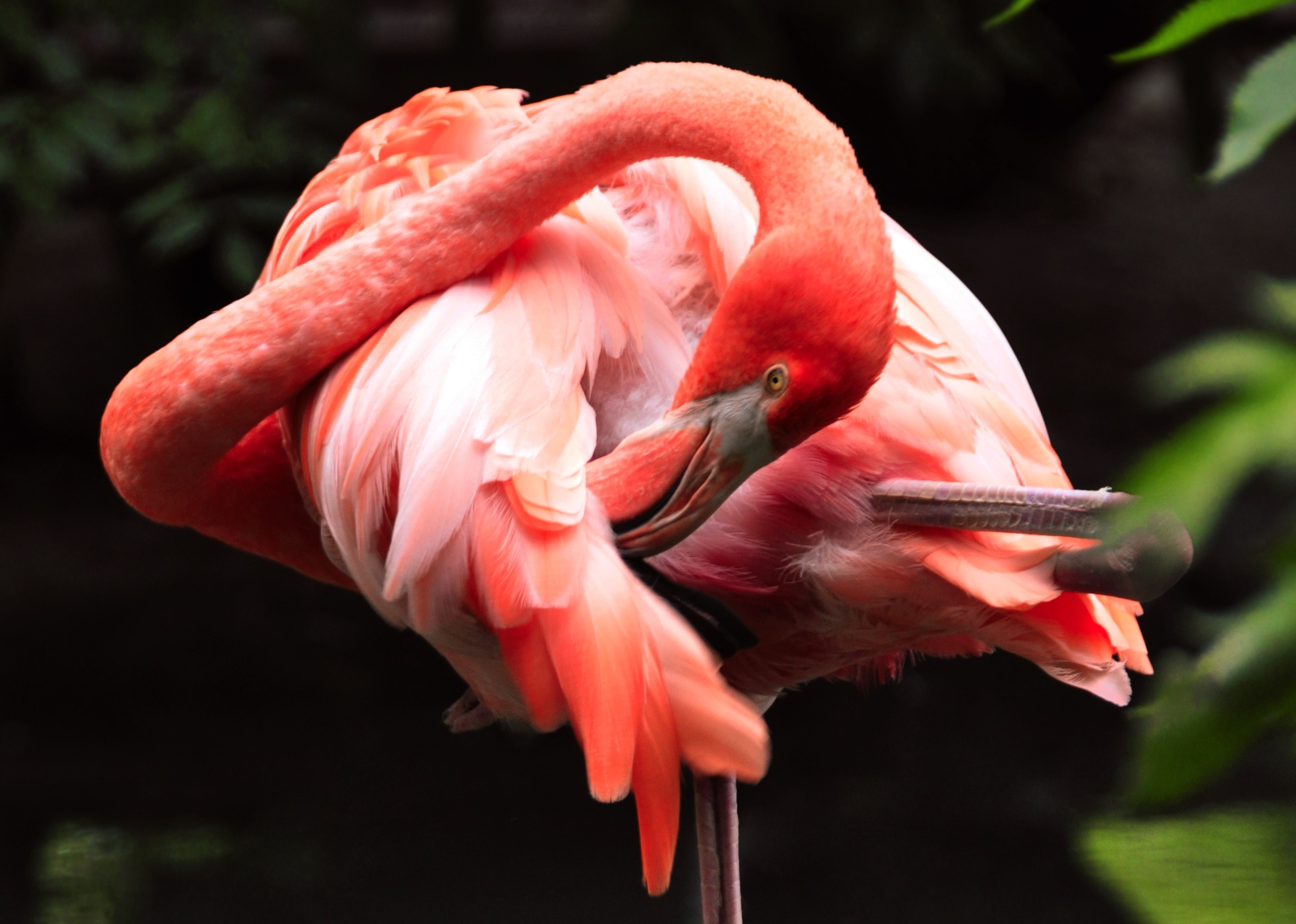16 сентября экскурсия Крылья, ноги и хвосты: в Зоопарке