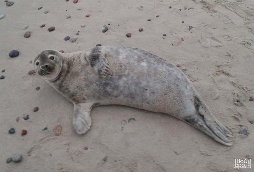 День тюленя