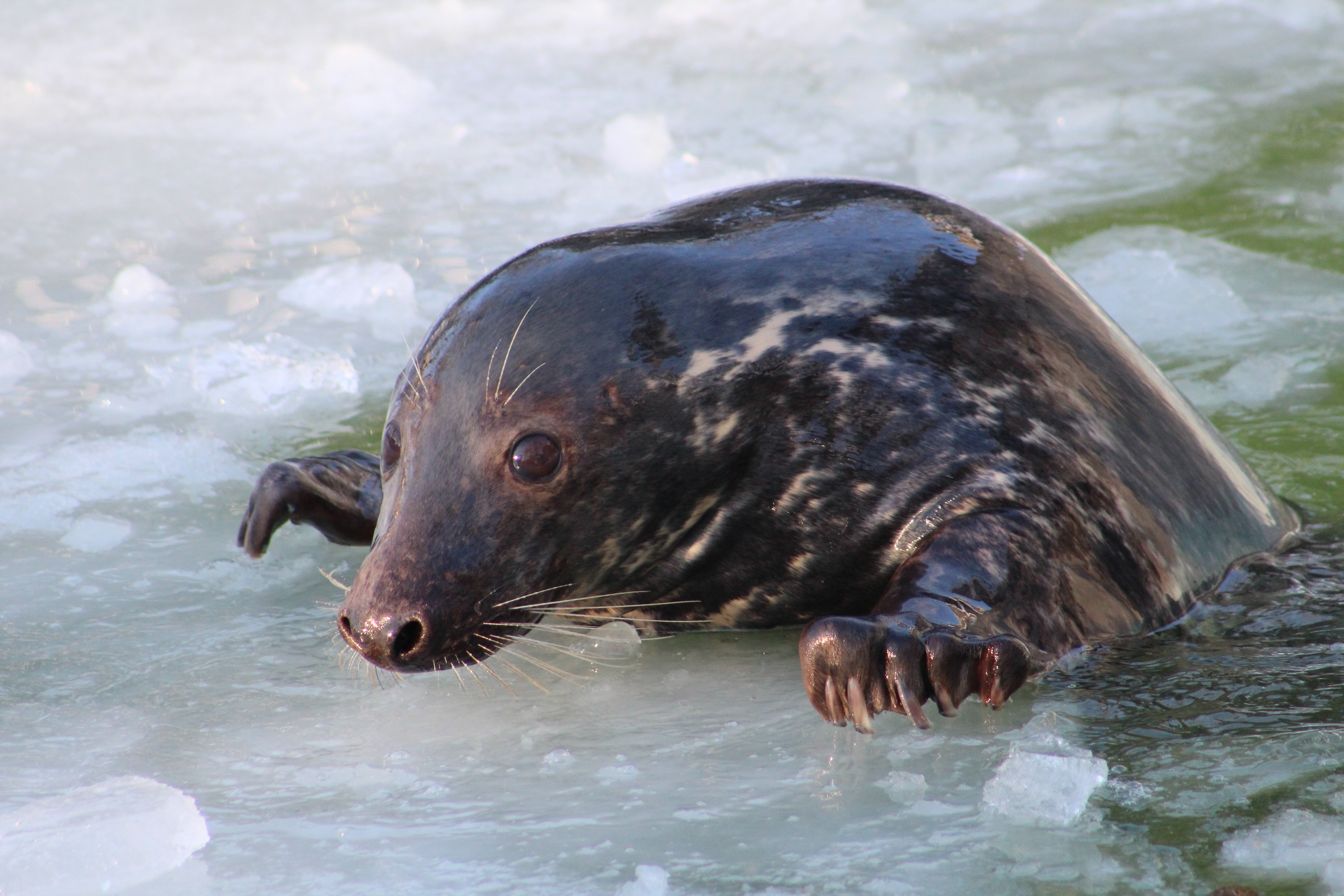 Тематический день в Зоопарке: От тюленя до кита