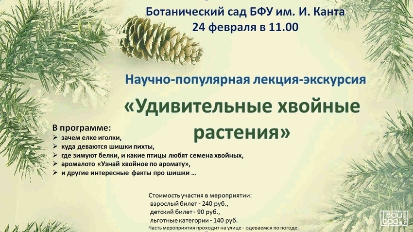 «Удивительные хвойные растения»