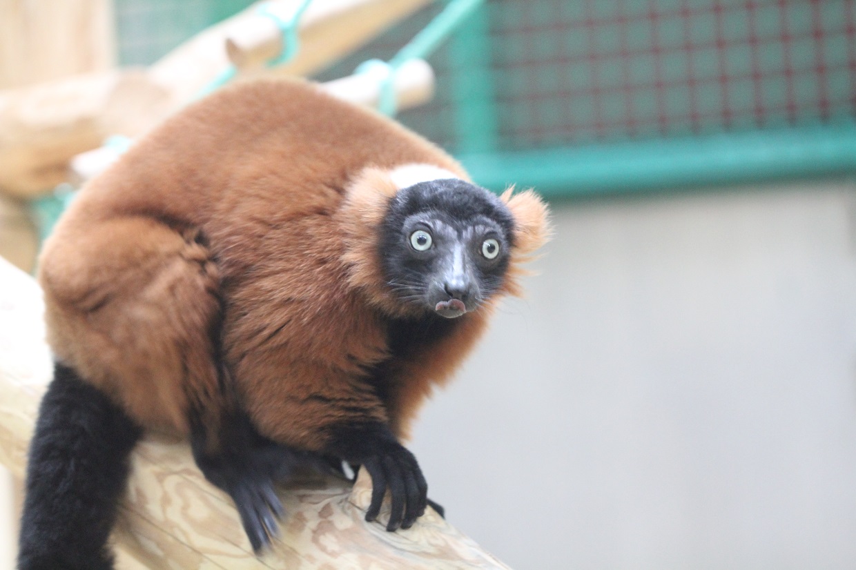 Экскурсия: «Родственники – близкие и не очень»