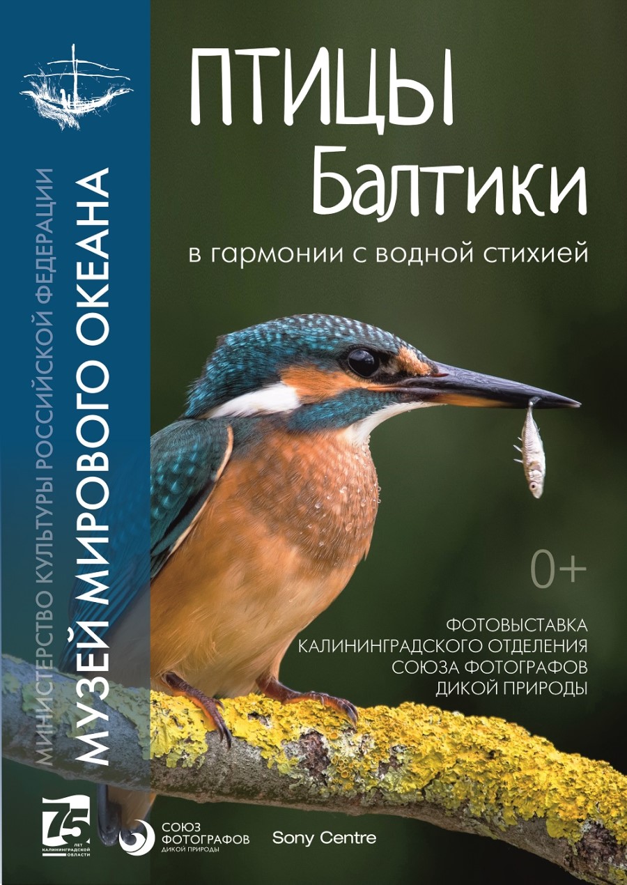 Выставка: «Птицы Балтики. В гармонии с водной стихией»
