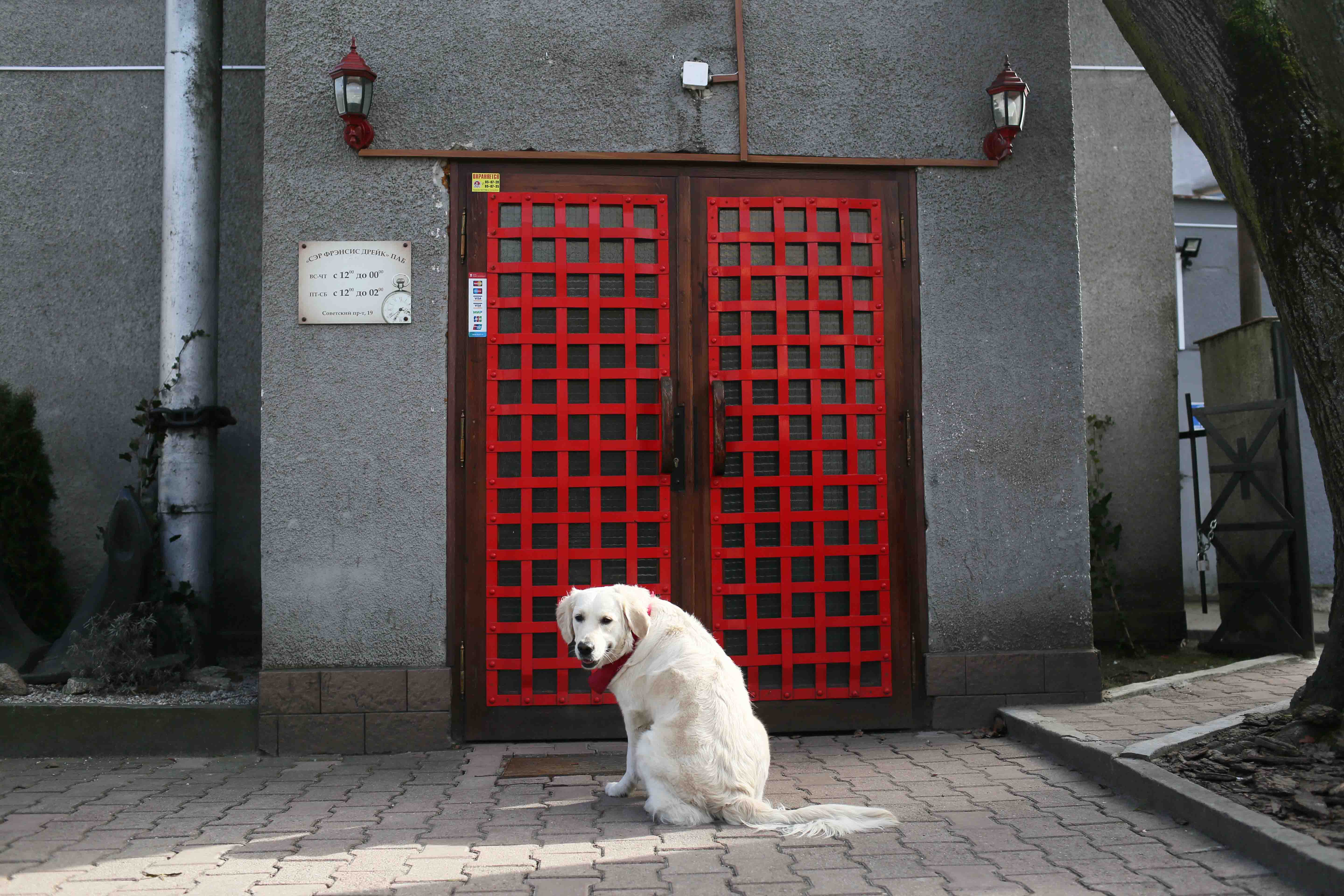 Обзор заведений Калининграда, в которые пускают с собакой. Часть 1 Фото №3