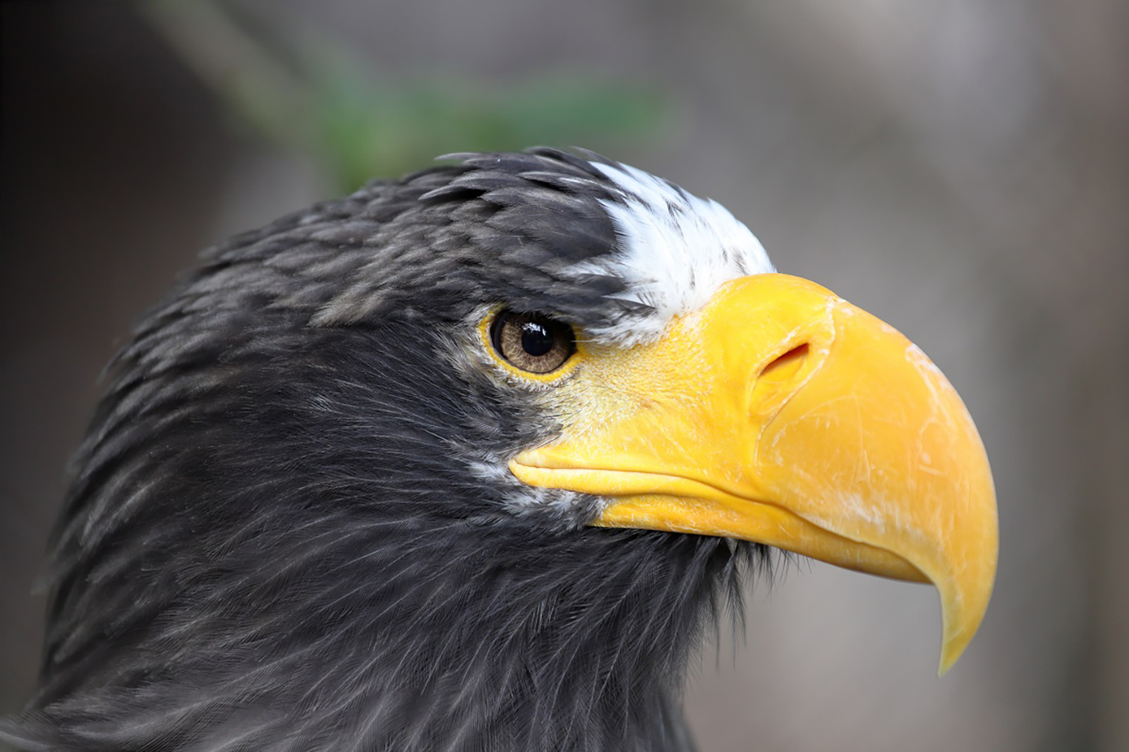 10 декабря, 11:00, от 170 руб.Зоопарк. Калининград, проспект Мира, 26 