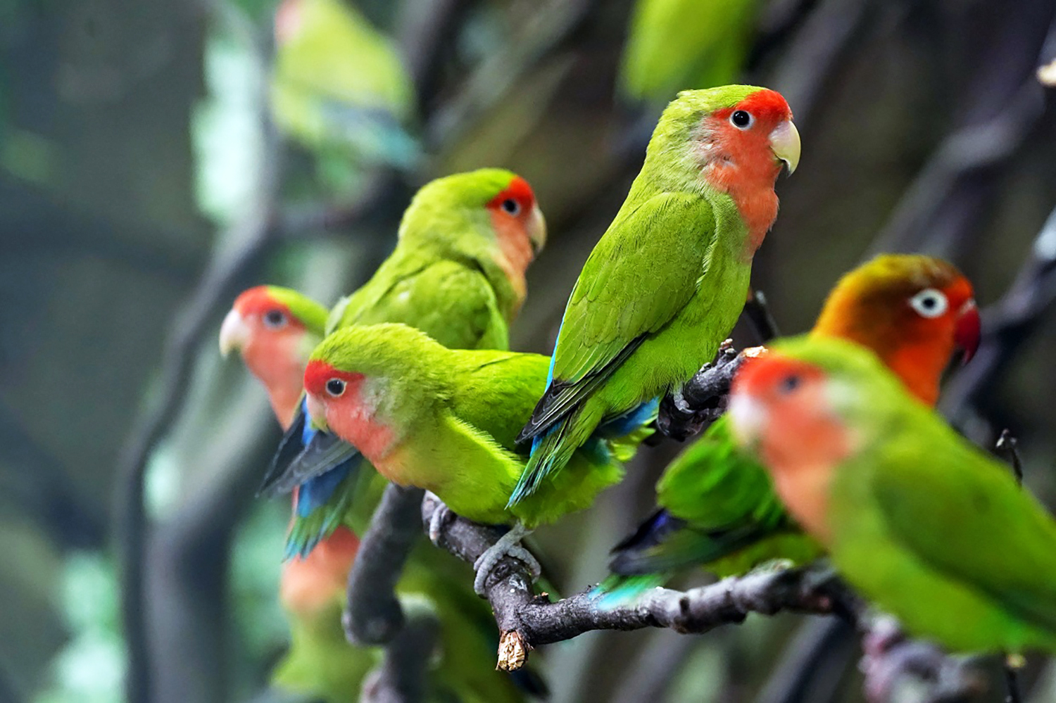 8 января, 13:00, от 170 руб.Зоопарк. Калининград, проспект Мира, 26 