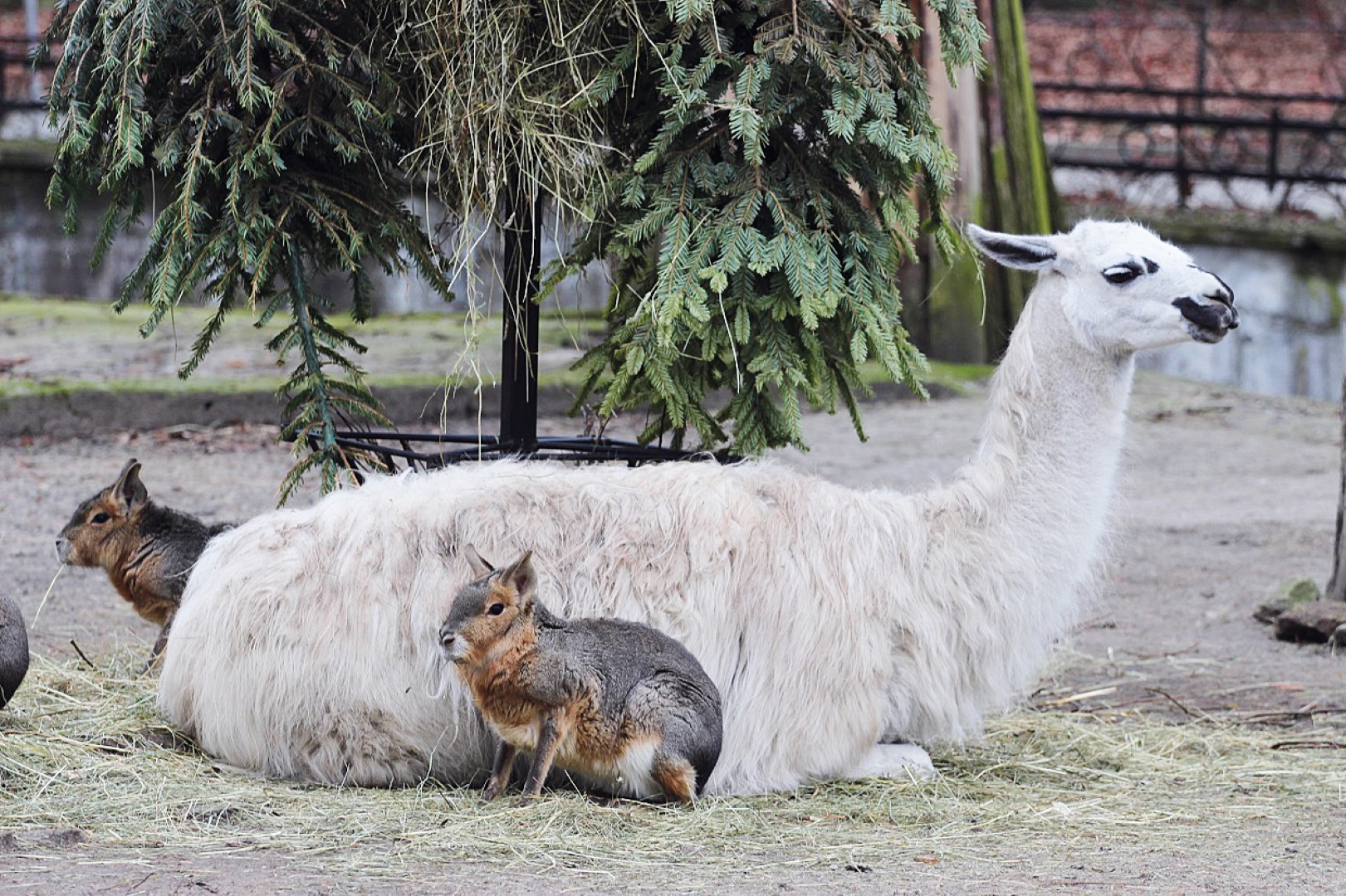 17 февраля, 11:00, от 170 руб.Зоопарк. Калининград, проспект Мира, 26 Фото №3
