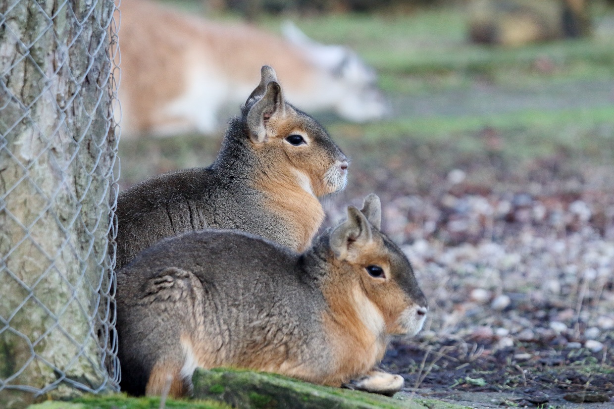 5 января в 11.00 и 11 января в 11.00, от 300 руб.Зоопарк. Калининград, проспект Мира, 26 