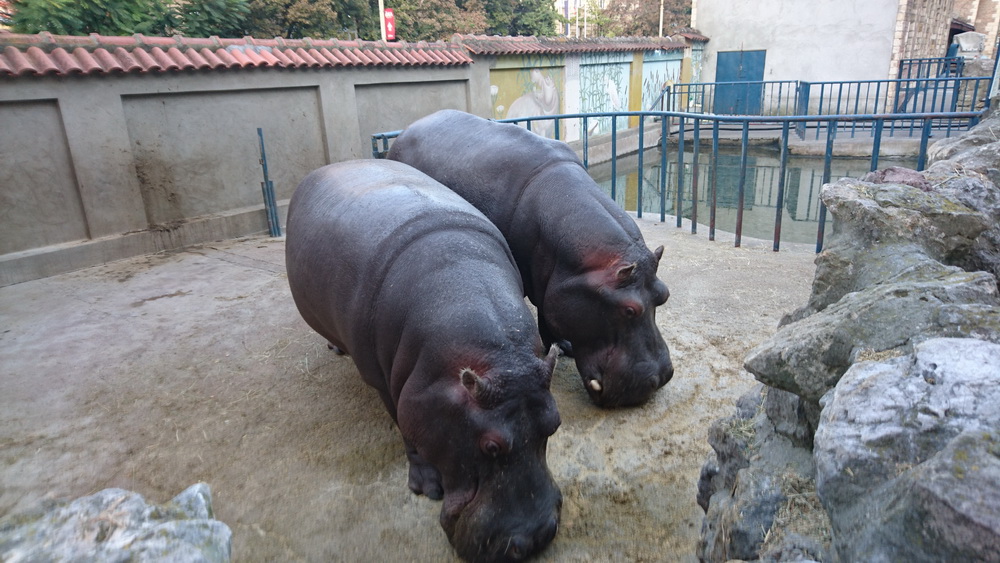 Бегемоты в зоопарке. Чистенькие и довольныеФото: 15