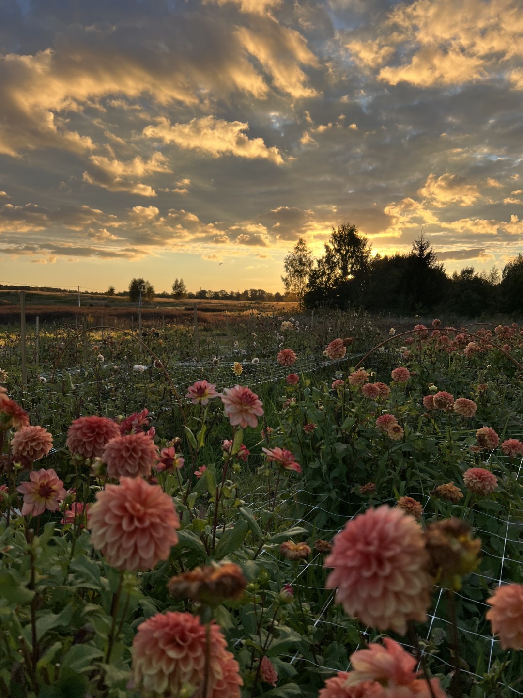Фото: 2