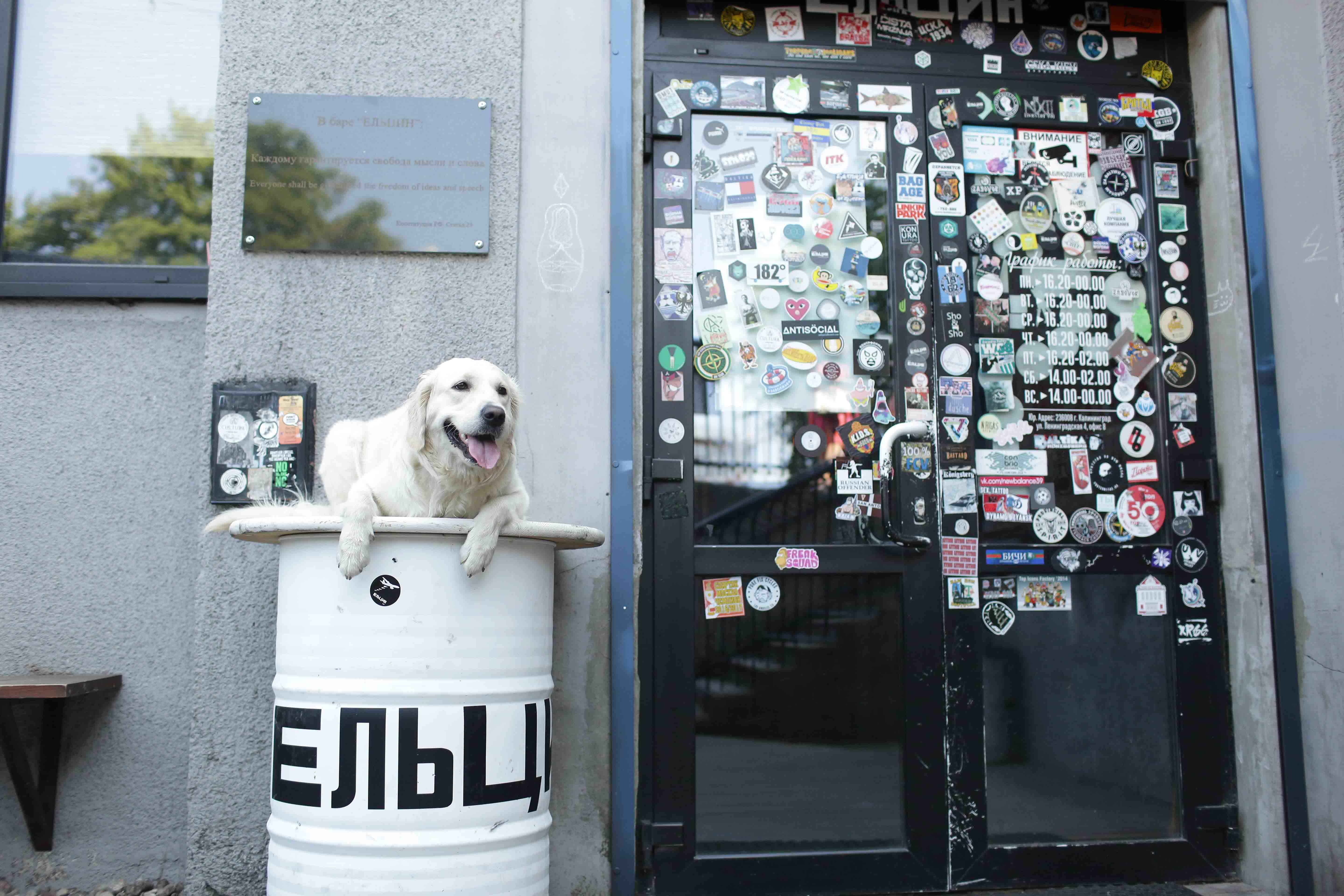 Ретривер Альба в поисках дружелюбности: Обзор заведений Калининграда, в которые пускают с собакой