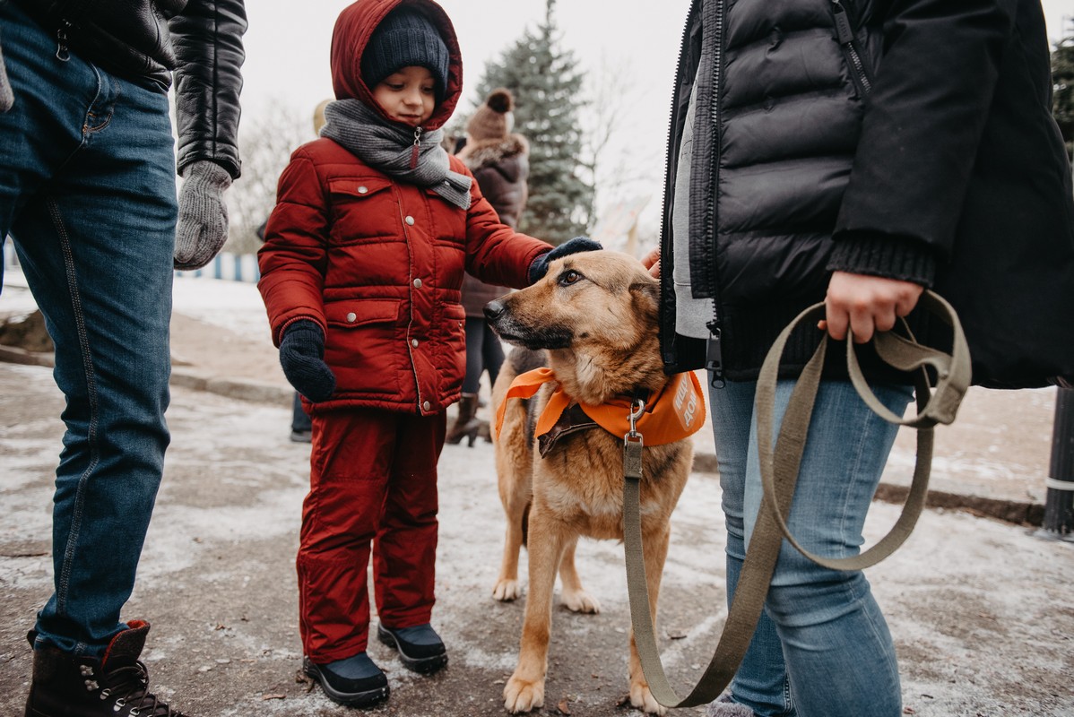 Как в Калининграде прошёл фестиваль с собаками, которым нужен дом